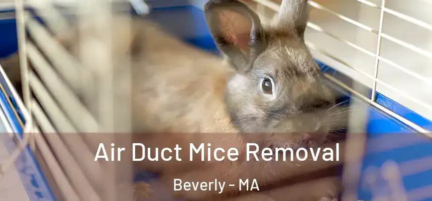  Air Duct Mice Removal Beverly - MA